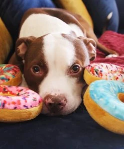 Fabdog Box Of Donuts Dog Toy