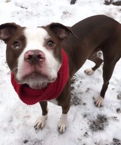 Fabdog INFINITY SCARF OATMEAL