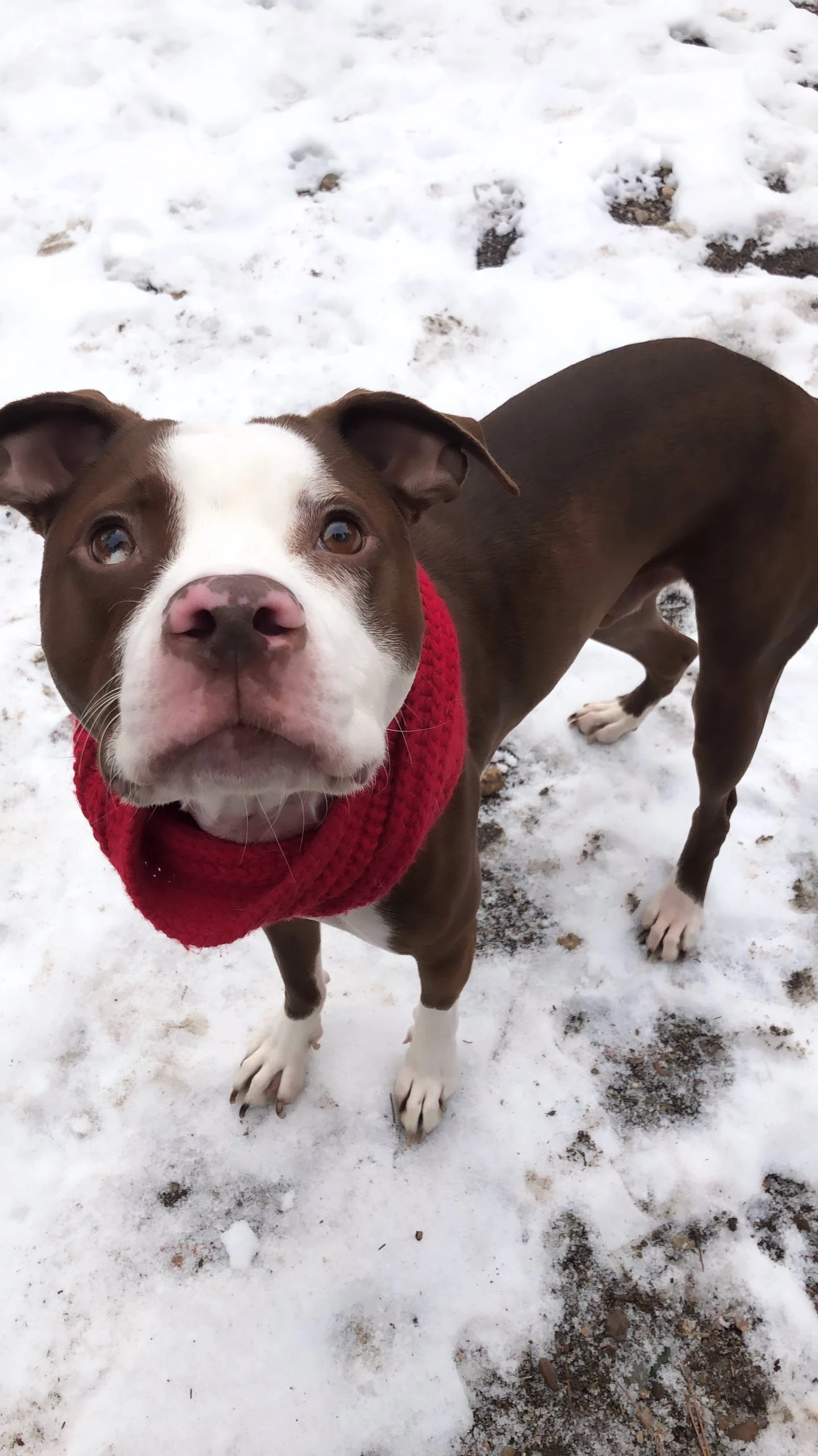 Fabdog INFINITY SCARF OATMEAL 4 Fabdog INFINITY SCARF OATMEAL