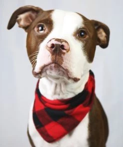 Worthy Dog Buffalo Plaid Tie Bandana