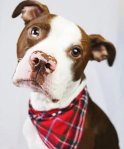 Worthy Dog Red Plaid Bandana