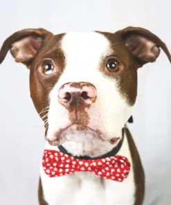 Worthy Dog Hearts Bow Tie