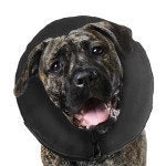 Furly's Pet Supply ZenPet Zen Collar Inflatable Recovery Collar 28 Furly's Pet Supply ZenPet Zen Collar Inflatable Recovery Collar