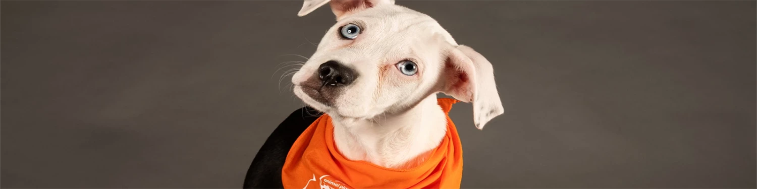 Furly's Pet Supply Shop -Furly's Pet Supply Shop hengfu2副本