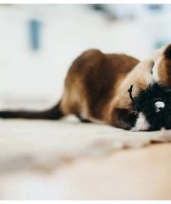 Pet PLAY Cat PLAY Frisky Furball